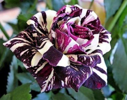 Semi rosa black dragon - 70,
