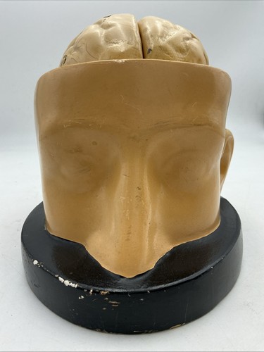 Modello medico anatomico testa - modello,
