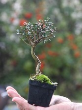Prebonsai Olivastro