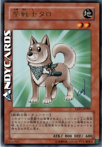 Shiba warrior taro - taro, r
