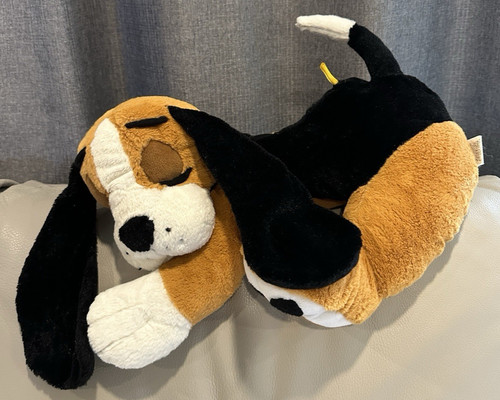 Sleeping beagle hound dog - sleeping,