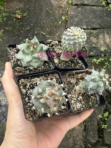Vendita 4pcs turbinicarpus - vendita!4pcs,