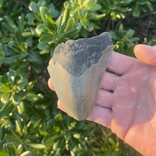 MEGALODONTE DENTE DI SQUALO -
