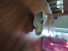 replica teschio fossile di