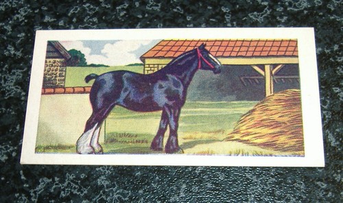 Abc cinemas horses no3 - no3,