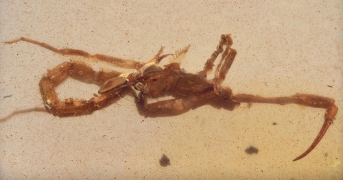 Raro scorpione inclusione - raro, di