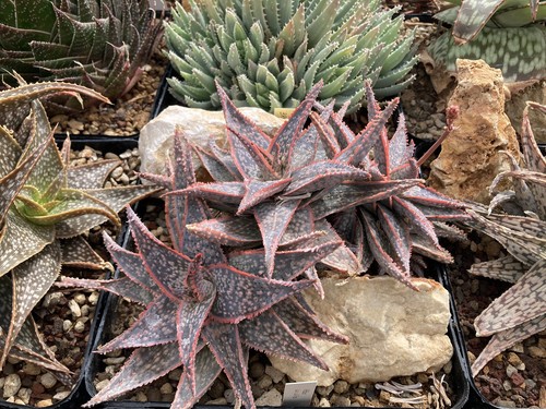 Aloe bright star cactus - cv,