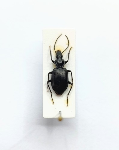Entomology taxidermy - taxidermy,