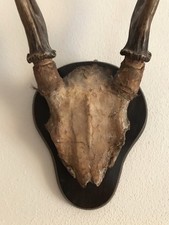 Trofeo Di Caccia corna di