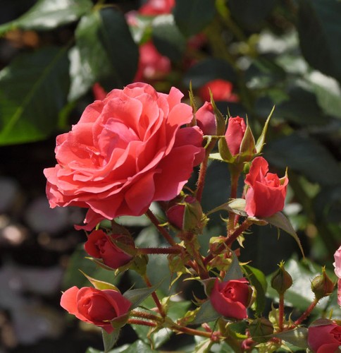 Rosa ciliegia alto fusto - ad,