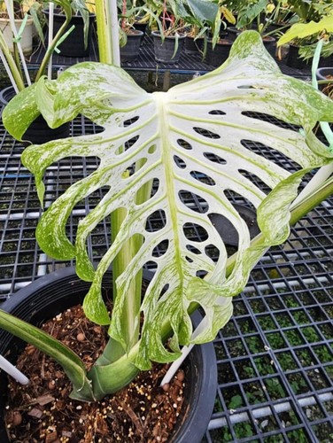 Monstera devil monster full - monstera,