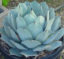 Agave Parryi - Stunning
