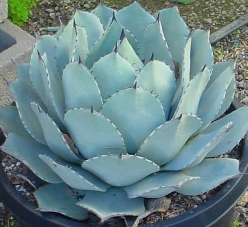 Agave parryi stunning - agave,