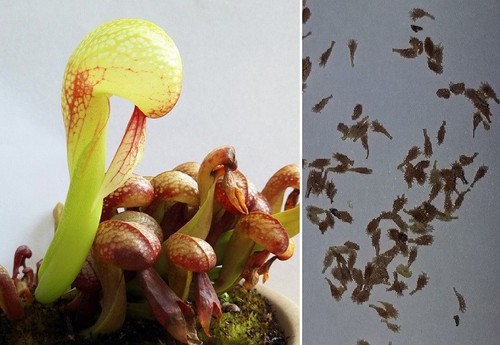 Semi darlingtonia - (15),