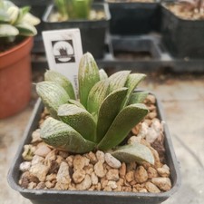 Haworthia Haluja White