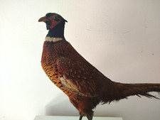 TROFEO DI CACCIA TASSIDERMIA FAGIANO DALL' ANELLO TAXIDERMY VINTAGE