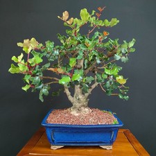 BONSAI  DI CARRUBO