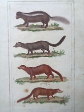 Buffon/Vauthier Incisione