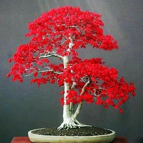 Semi bonsai acero - 20,
