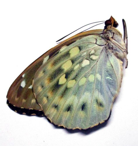 Farfalla nymphalidae - ,