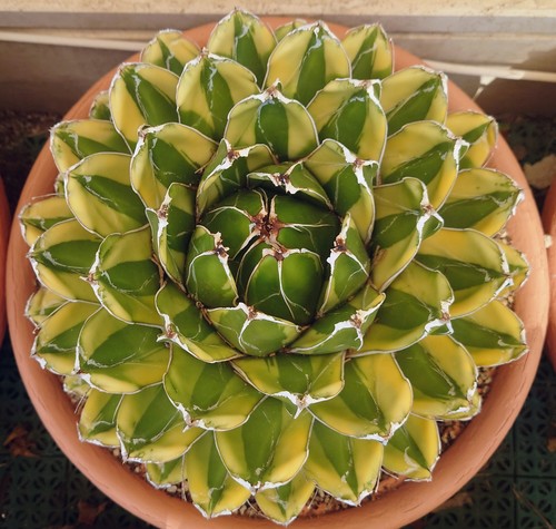Agave victoriae reginae - agave,
