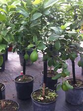 PIANTA DI LIMONE LUNARIO 4