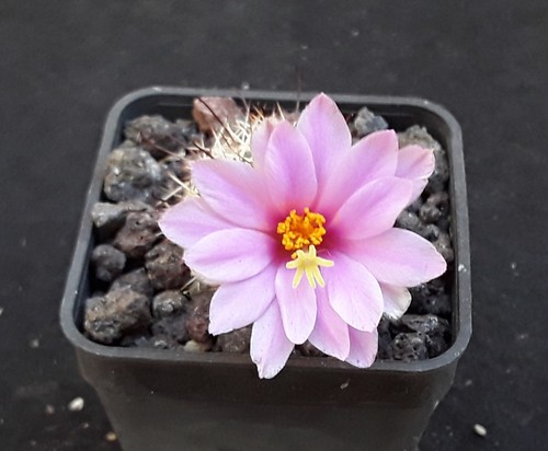 Mammillaria schumannii adult