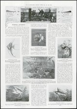 1912 SCIENZA Pesce Scalare