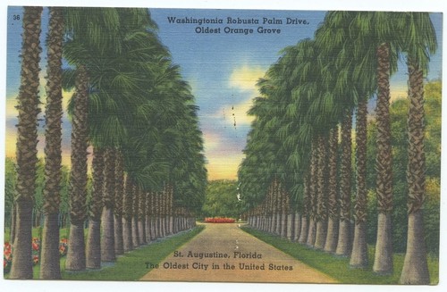Augustine washingtonia - st,