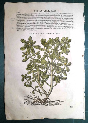 Mattioli matthioli erbario - matthioli,