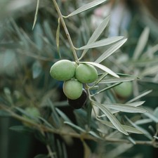 PIANTA DI ULIVO ASCOLANA da