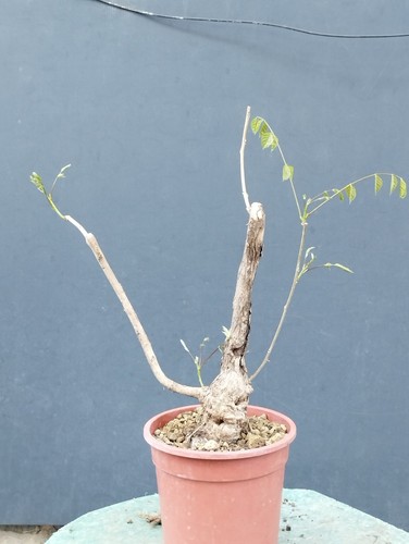 Bonsai glicine 41x10cm in - glicine,