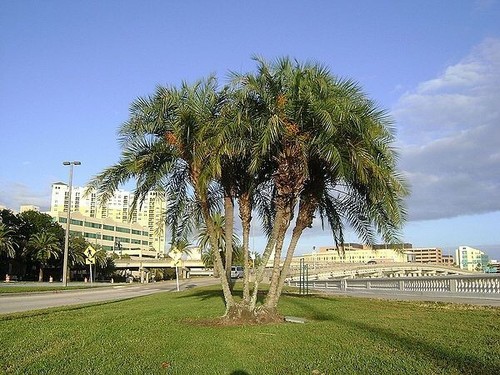 100 semillas palmera datilera - palmera,