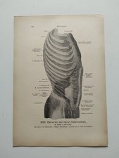 Stampa Anatomica Medica