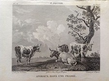 ANIMALI IN PRATERIA Incisione mucche XIX secolo PAULUS POTTER pittore olandese