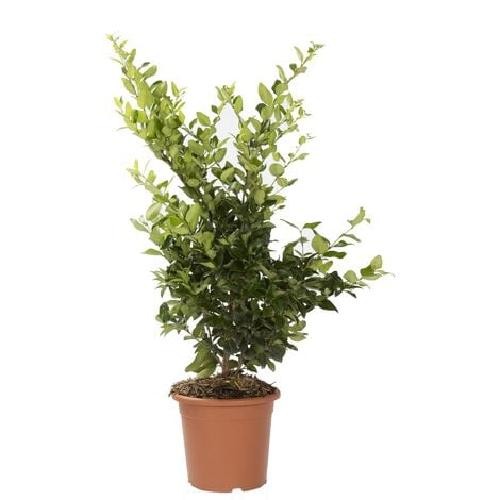 Ligustrum texanum cm in - 80,