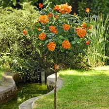 Pianta ROSA LOUIS DE FUNES