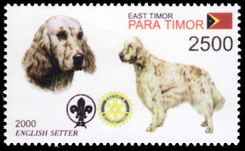 Timor leste 2002r - 2002r, cani
