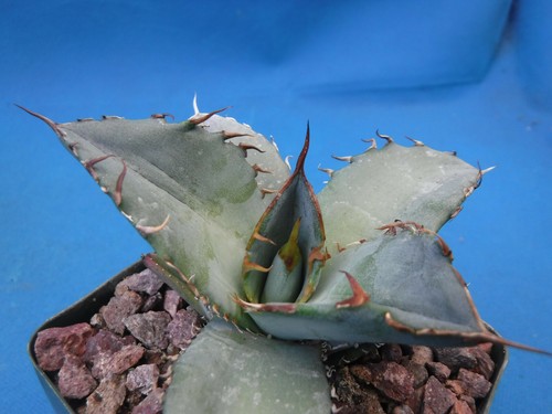 Agave white ice starter - agave, "white