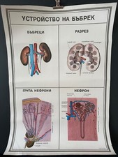 Poster anatomia medica vintage
