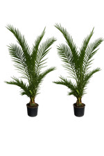 Set 2 palme da dattero delle