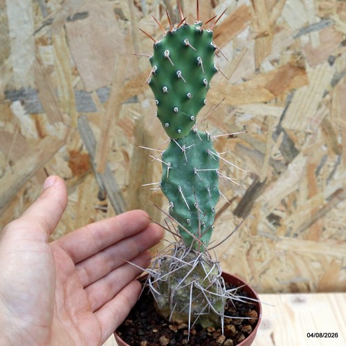 Opuntia sulphurea vaso cm - sulphurea, 10