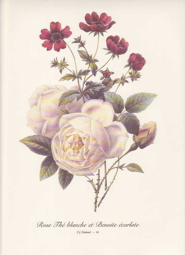 Bianco rosa geum - rosa,