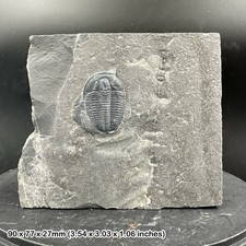 Elrathia kingi Trilobite