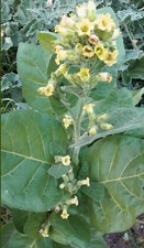 500 semi tabacco nicotiana - semi,