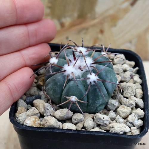 Echinocactus horizonthalonius