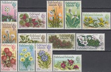 Falkland Defins Fiori Nuova