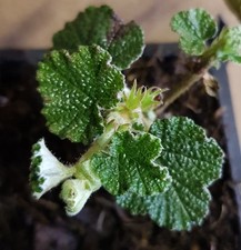 Rubus hayata-koidzumii /