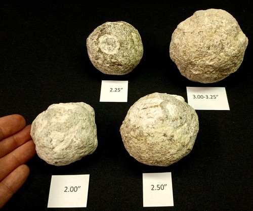 Choyas geodes messicano - choyas,