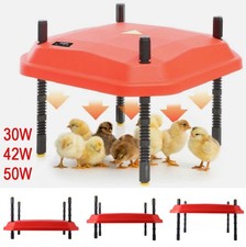 Piastra termica pulcino